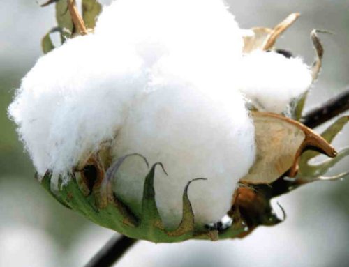 The Truth About Testing Processes for Premium Cotton