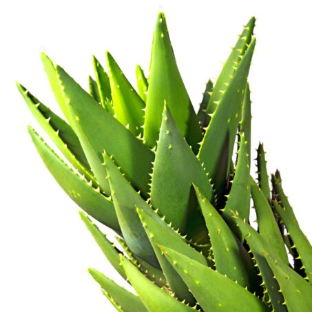 aloe