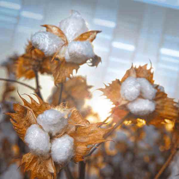 uzbek cotton