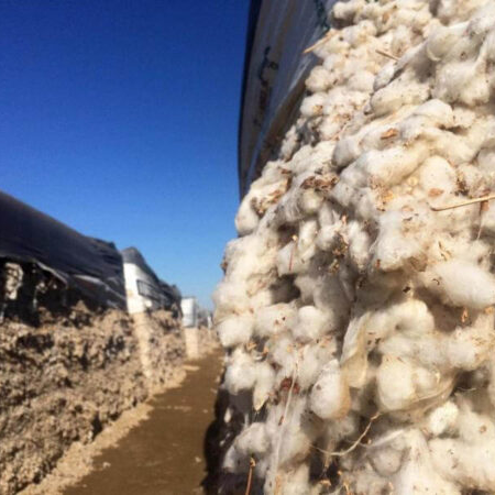 cotton in field