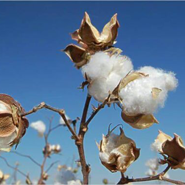 cotton plant