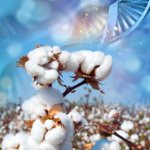 dna-based cotton traceability