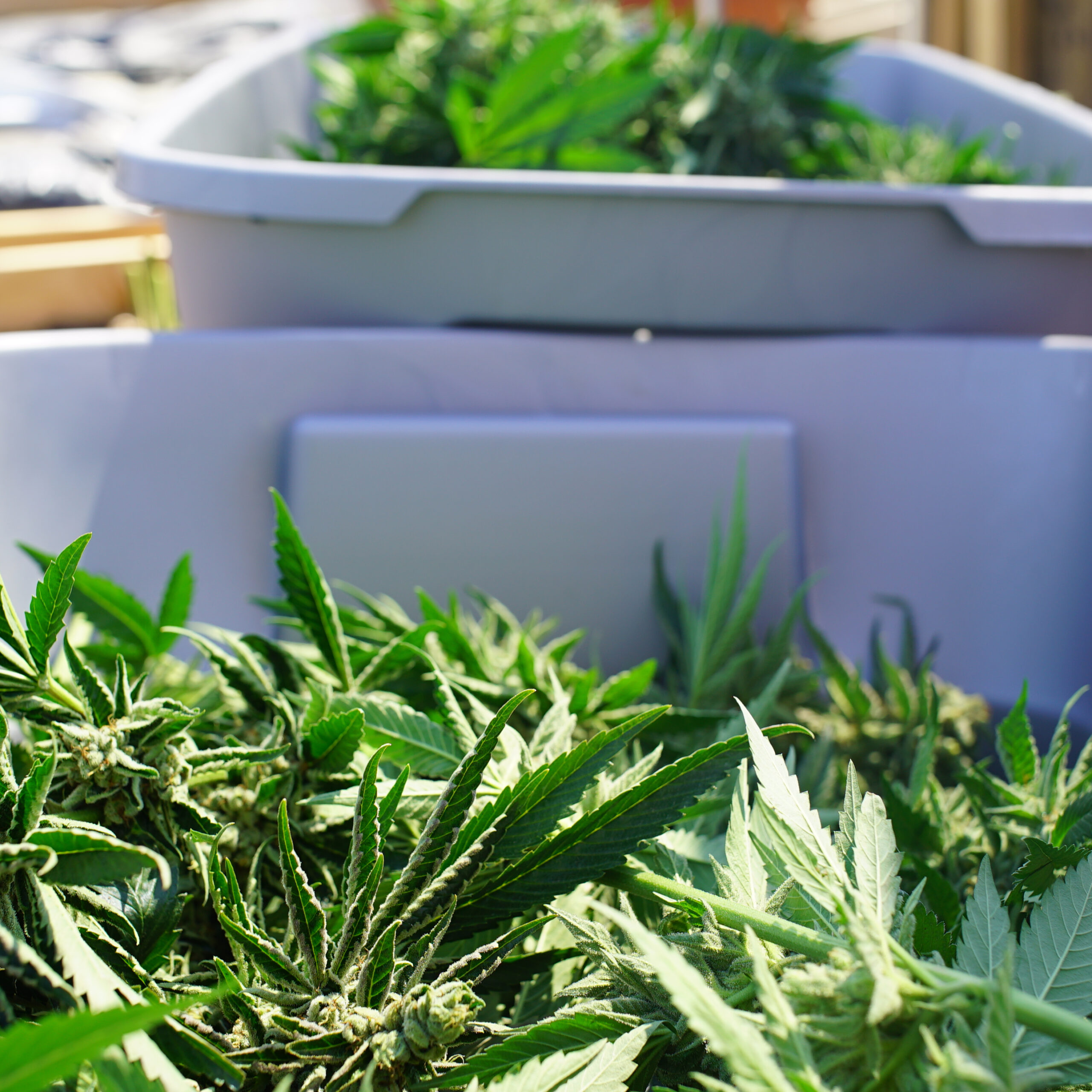 Marijuana Bud Clippings Harvested From the Plant Commercial Grow Operation