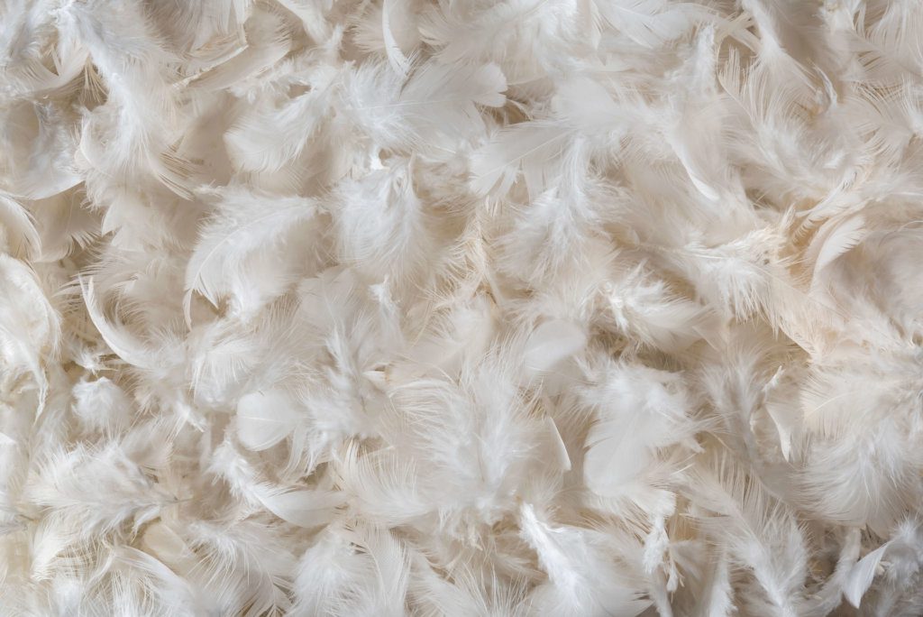 White feather background