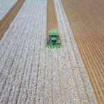 cotton field harvesting