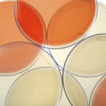 stacked petri dishes