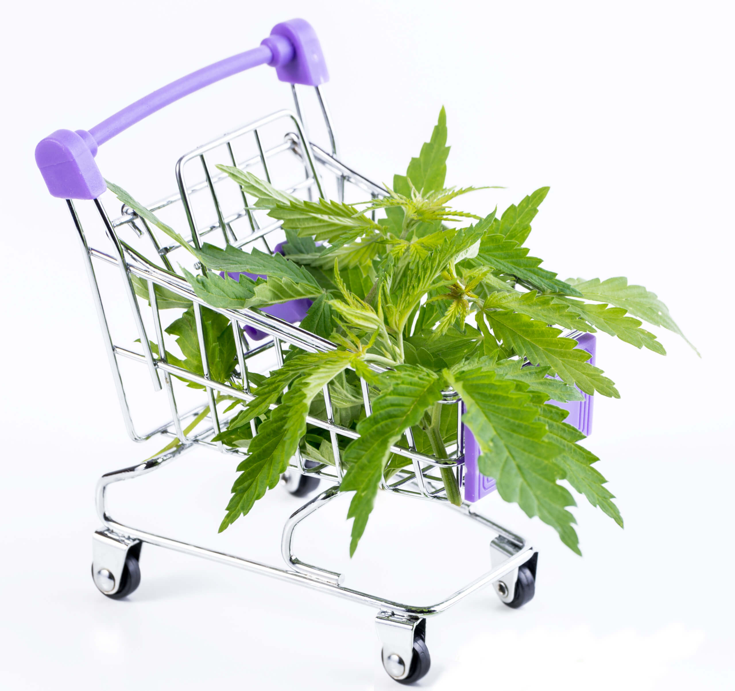 Marijuana leaves in shopping cart