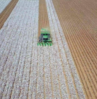 cotton harvest