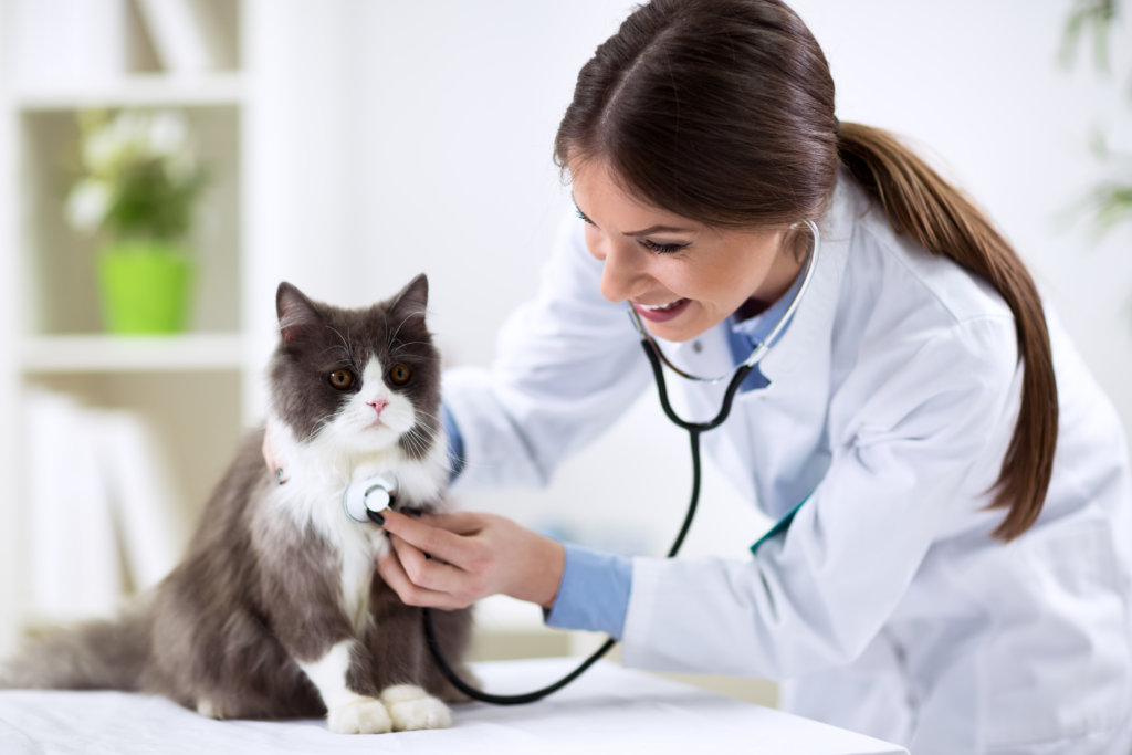 veterinary vaccine for cats