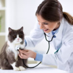 veterinary vaccine for cats