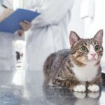 veterinary clinical trial