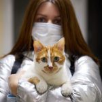 feline covid vaccine