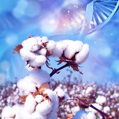 cotton genome