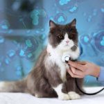 feline clinical trial