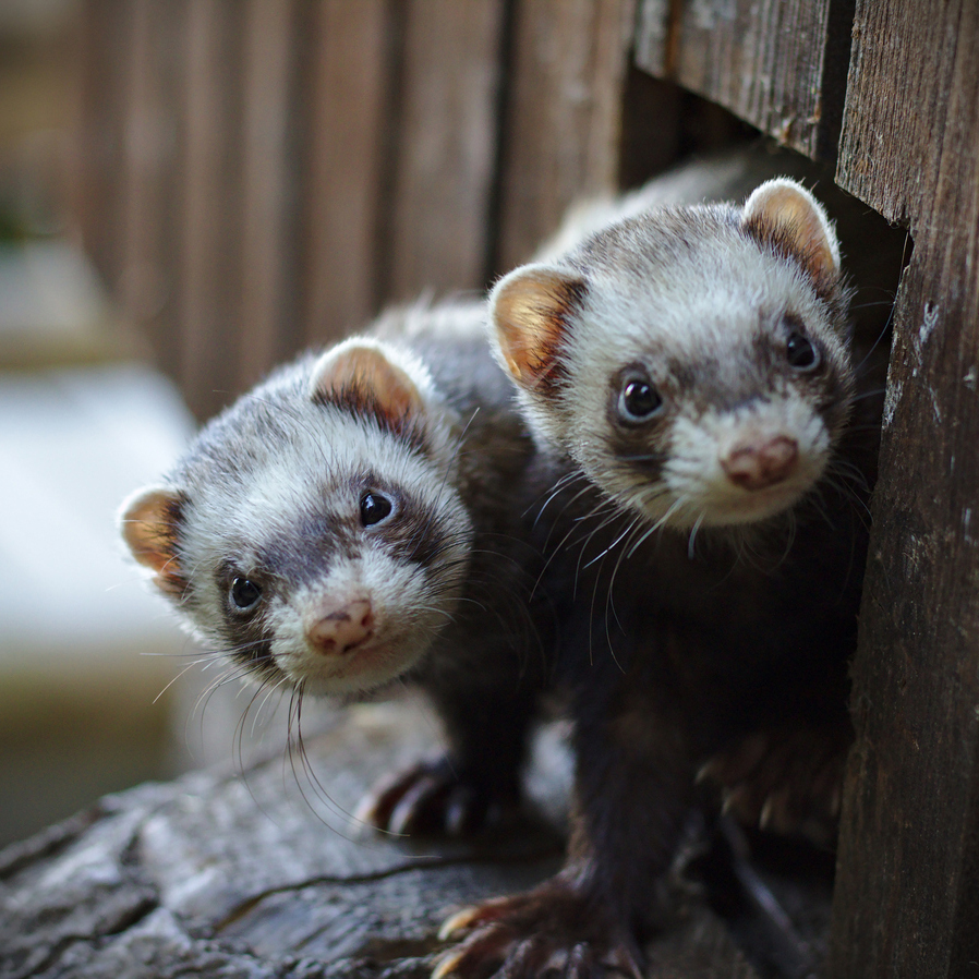 ferrets